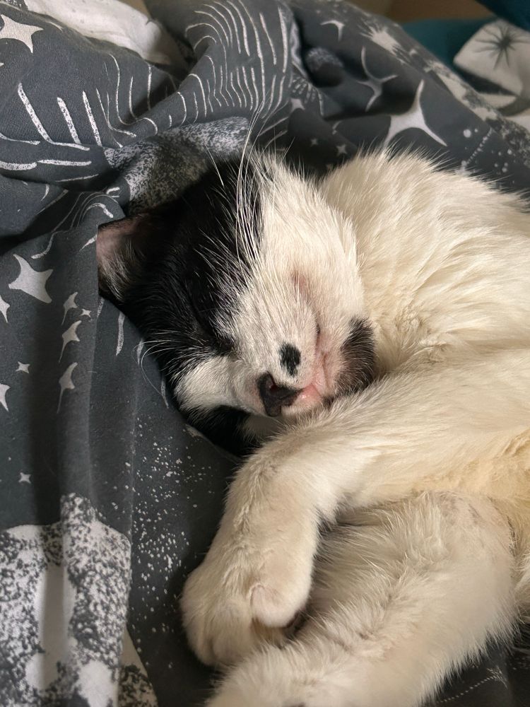 A tuxedo cat sleeping upside down, on grey and white celestial patterned bedding 