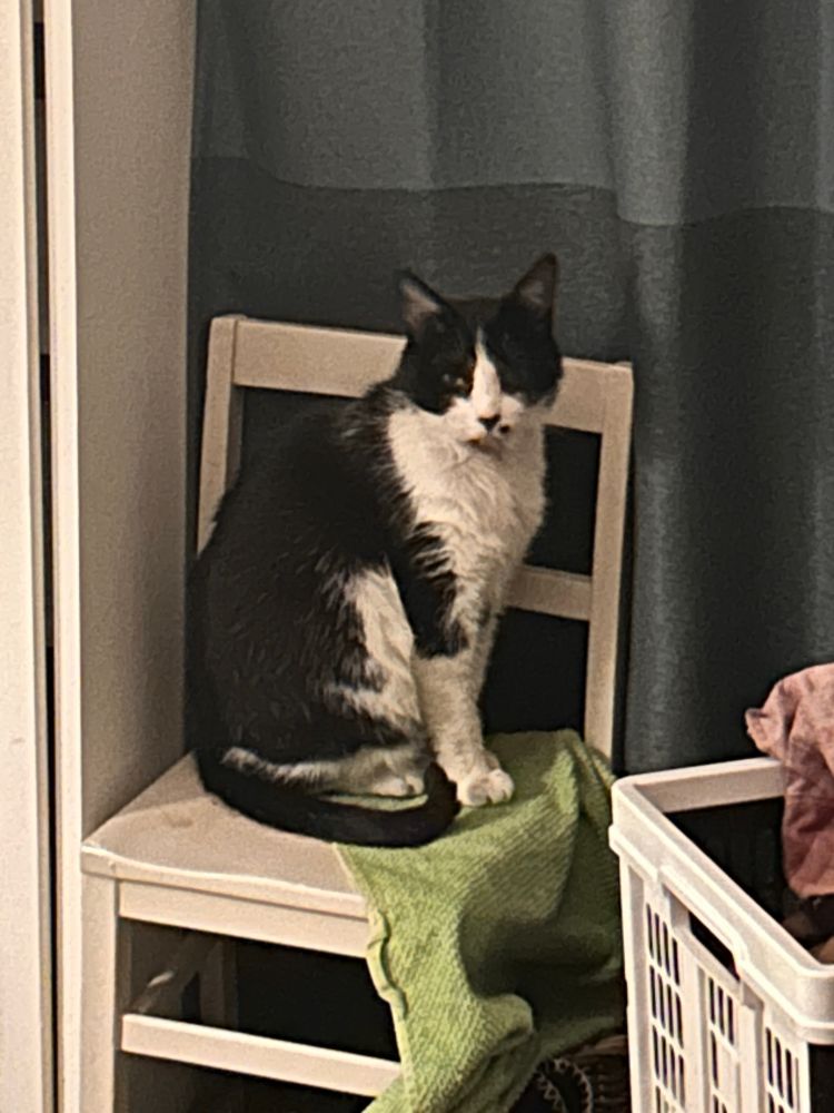 Tuxedo cat sitting on a white chair. He has a beauty spot. 
