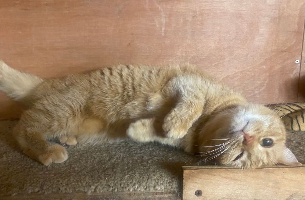 Ginger tabby cat (female) lying on her back with one eye closed. 