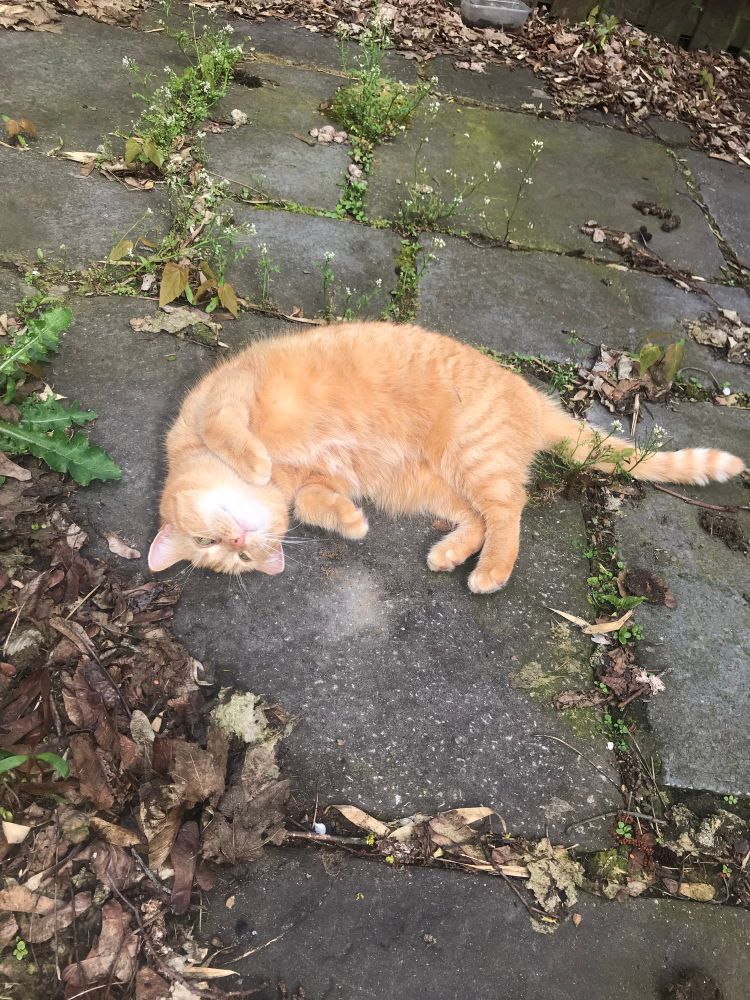 Ginger tabby cat rolling on the ground with leaves around her.  