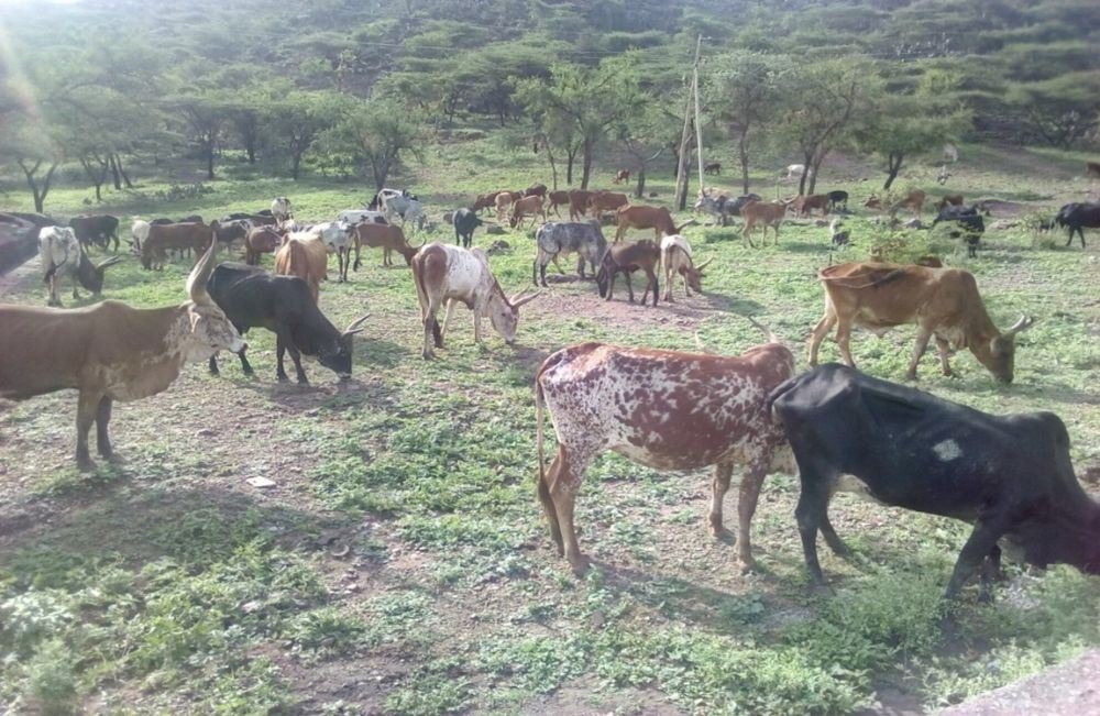 Smallholder livestock farming in the face of climate change: Challenges in the Raya Alamata district of Southern Tigray, Northern Ethiopia