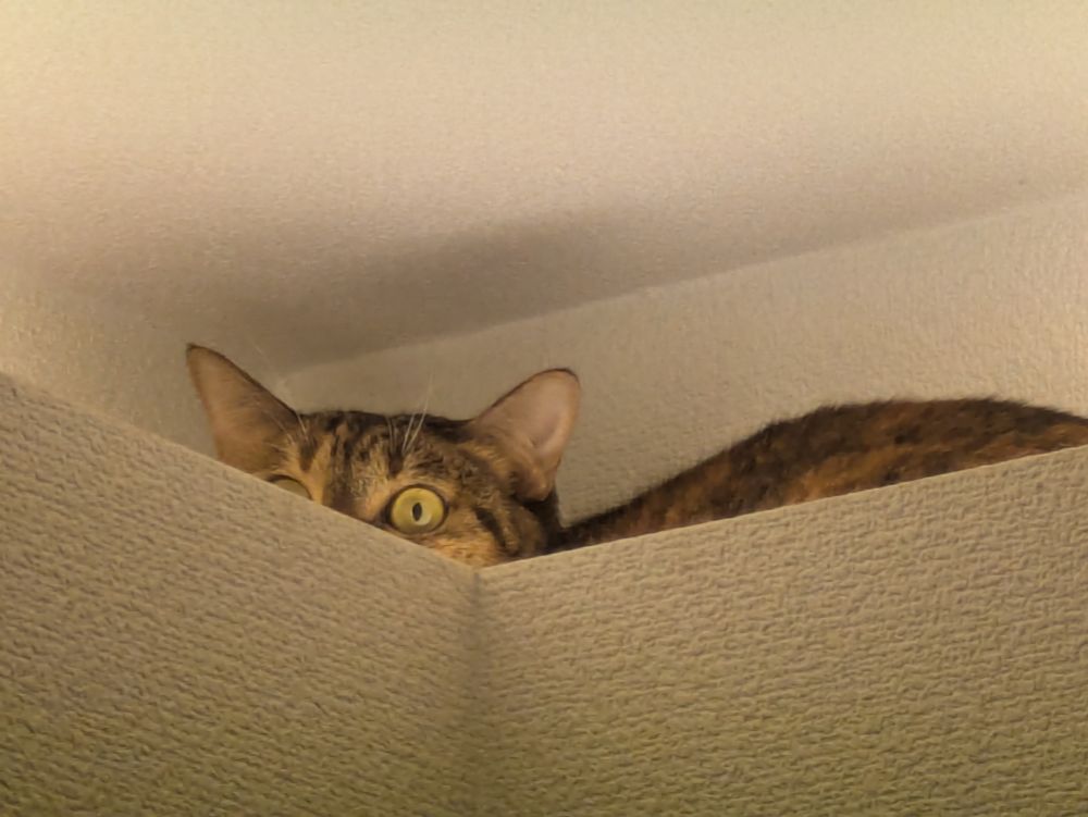 隙間に隠れてこちらを伺う猫の写真