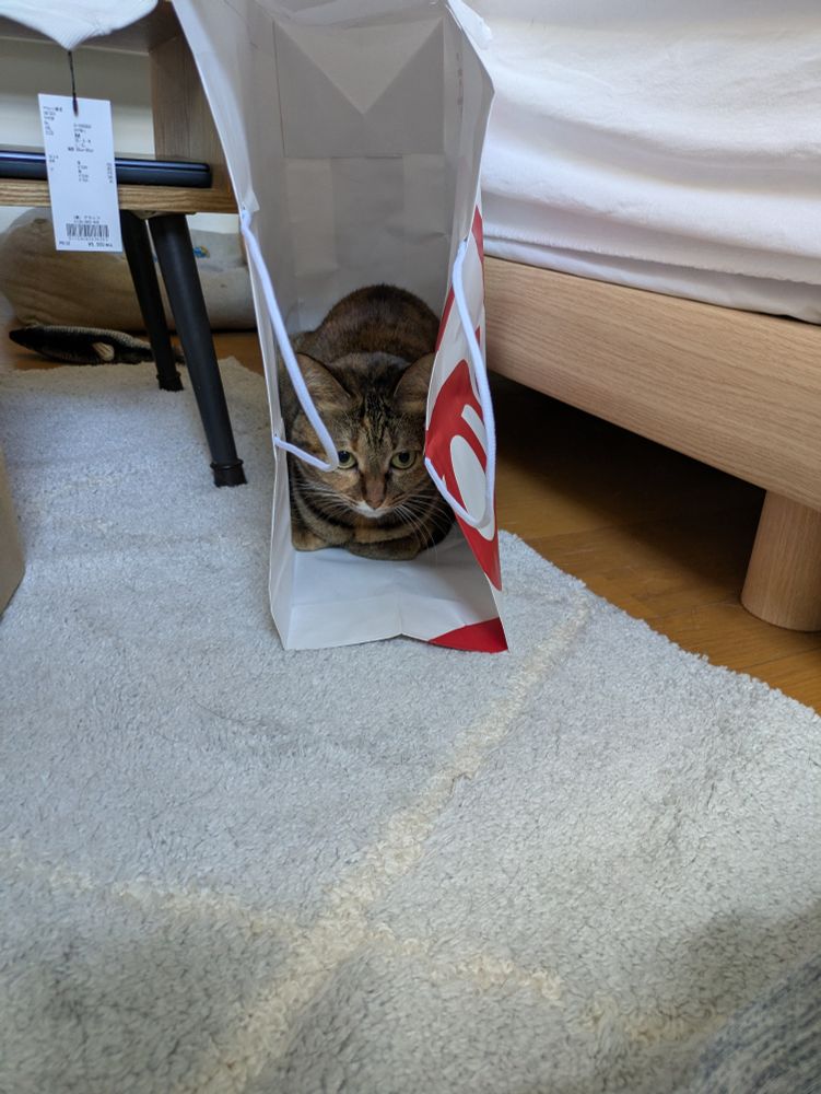 猫 in 紙袋