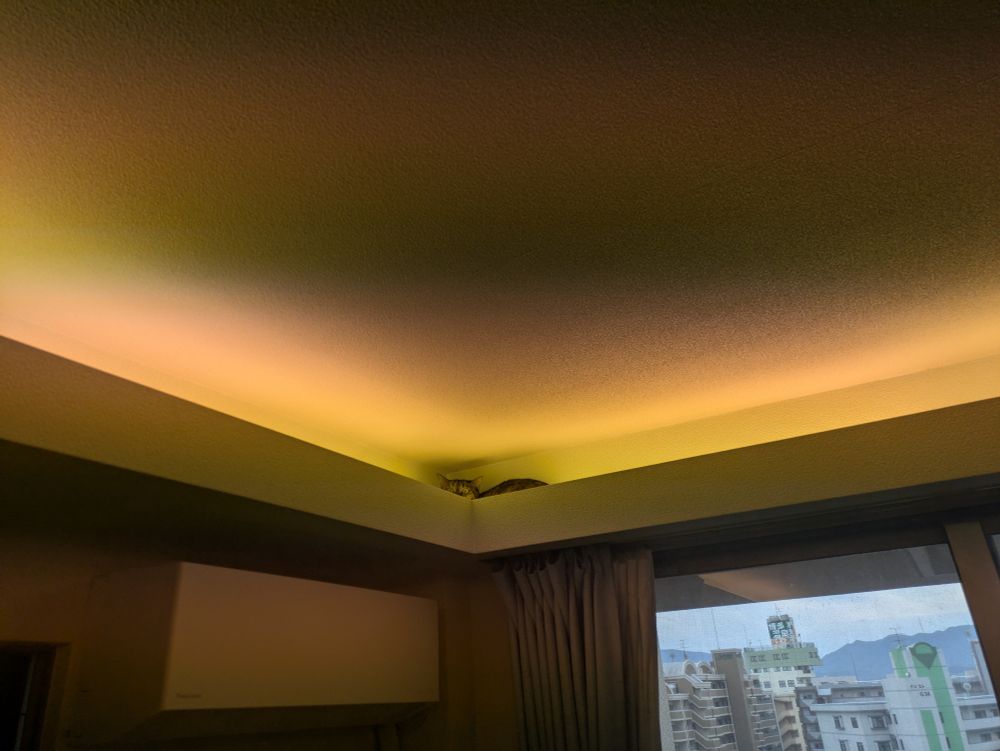 部屋の隅の天井との隙間に猫が隠れています