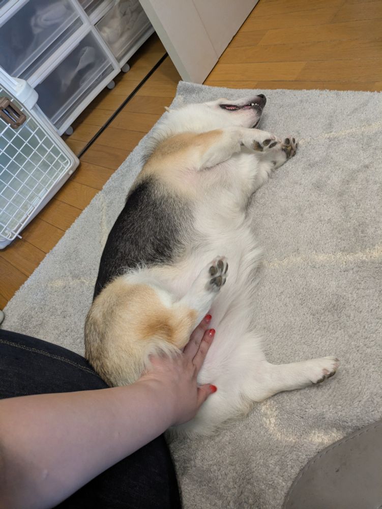 トライカラーのコーギーのお腹を撫でている写真