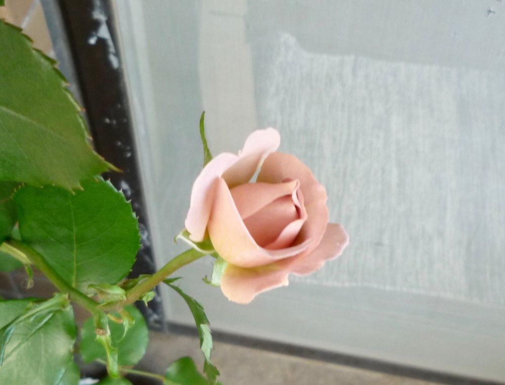 なんとも言えない色合いのサウダージ
rosa 'Saudade', beautiful colour that is hard to describe