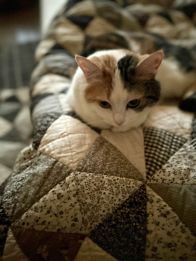 ふとんの上でくつろぐ猫
