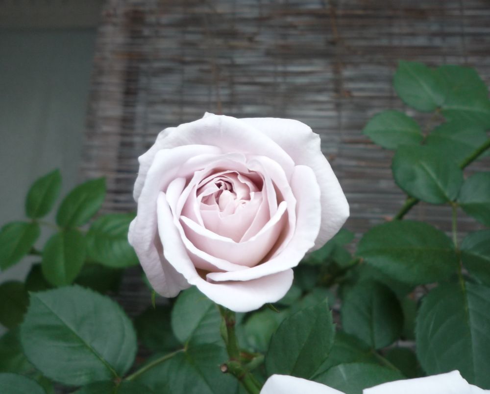 次々と咲くアッシュウェンズ
'Ash Wednesday' rose bloomin in succession