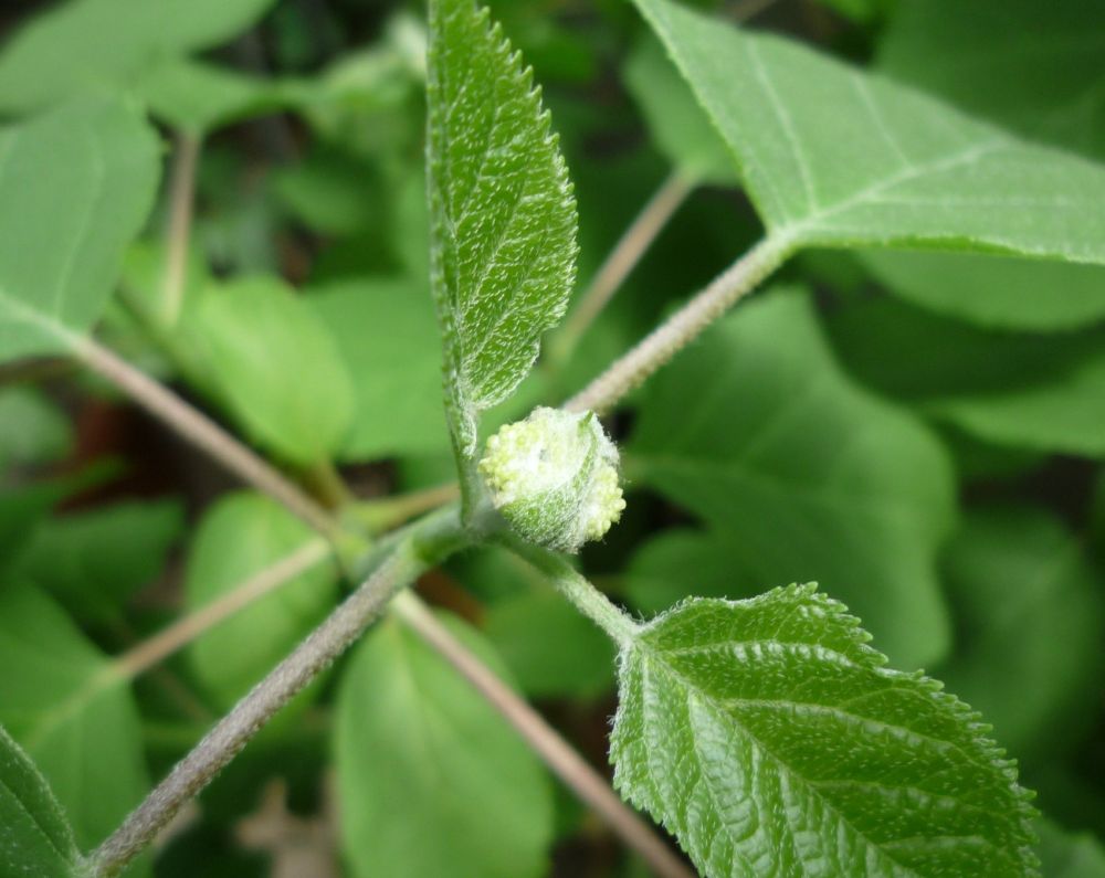 アナベルの小さなつぼみ
little buds of 'Annabelle' Hydrangea