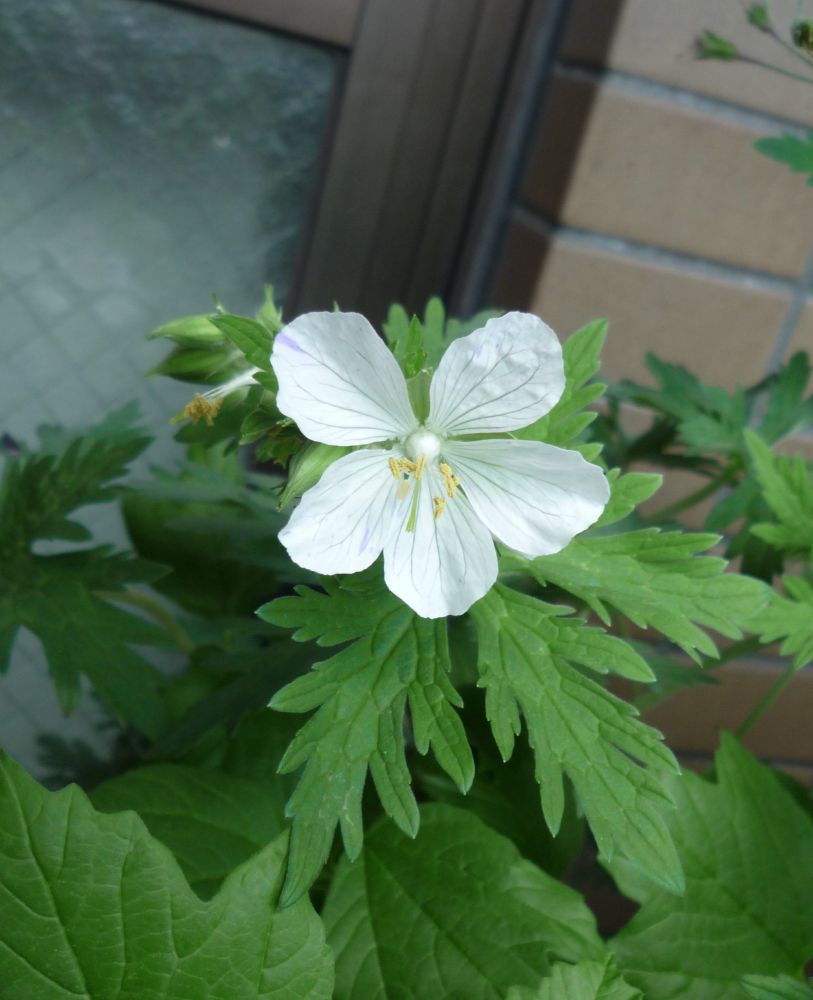 斑が入らずほとんど白花のゲラニウム・スプリッシュスプラッシュ
Gerenium 'Splish Splash', almost white flower, less variegated than usual