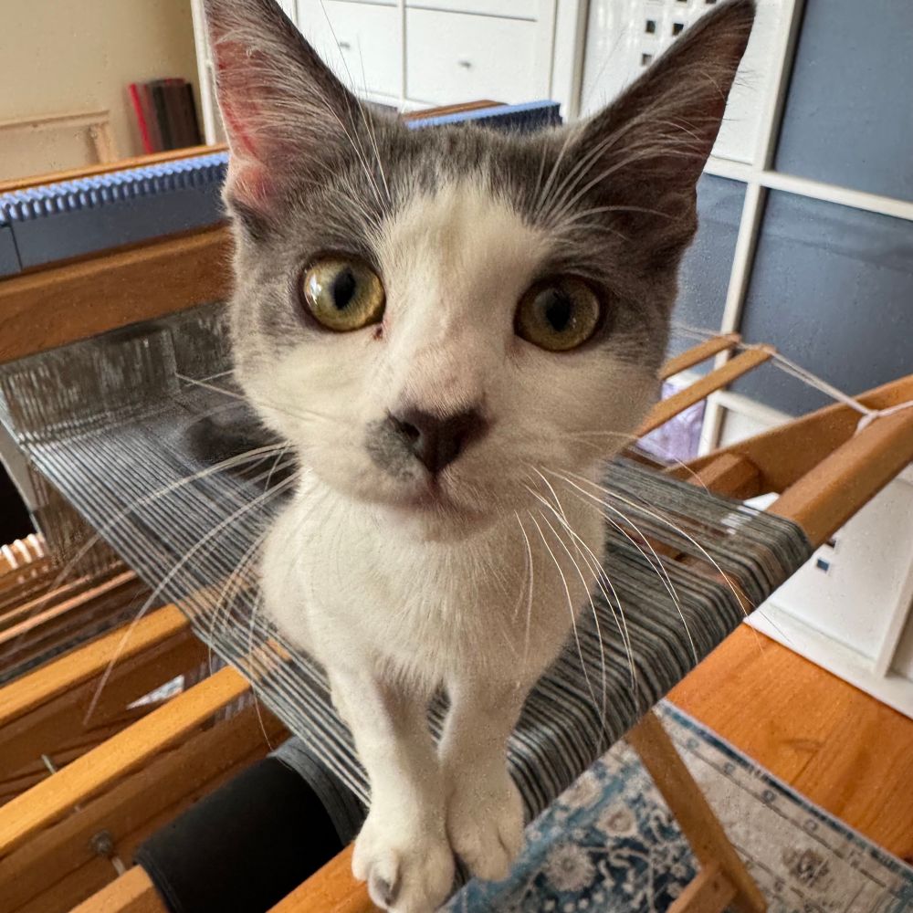 A grey and white kitten sitting on the back beam of a floor loom looking into the camera. 