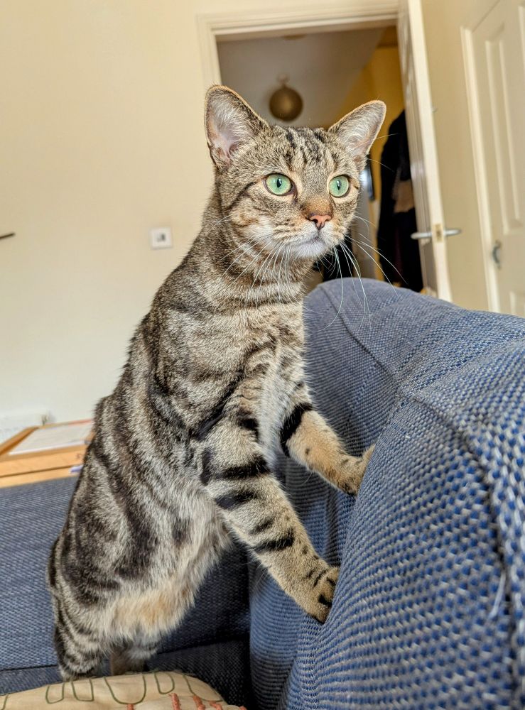My tabby cat alert and staring out to the garden. 