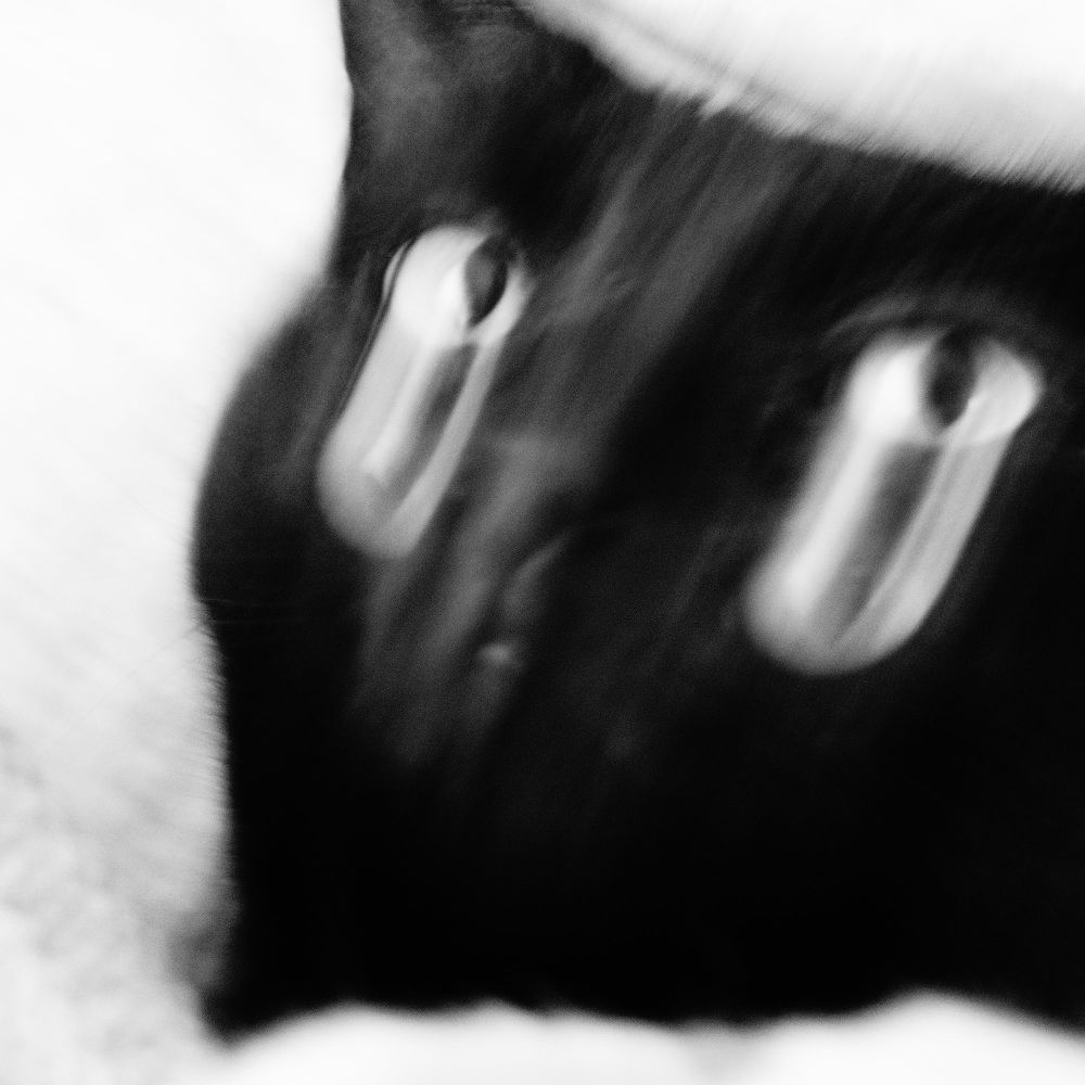 A black and white close-up of a black cat with motion blur, creating a ghostly, distorted effect. The cat’s wide, reflective eyes stand out, adding to the surreal and eerie feel of the image.