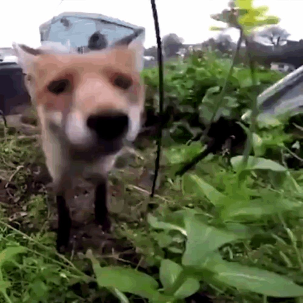 a fox is standing in the grass and looking at the camera .