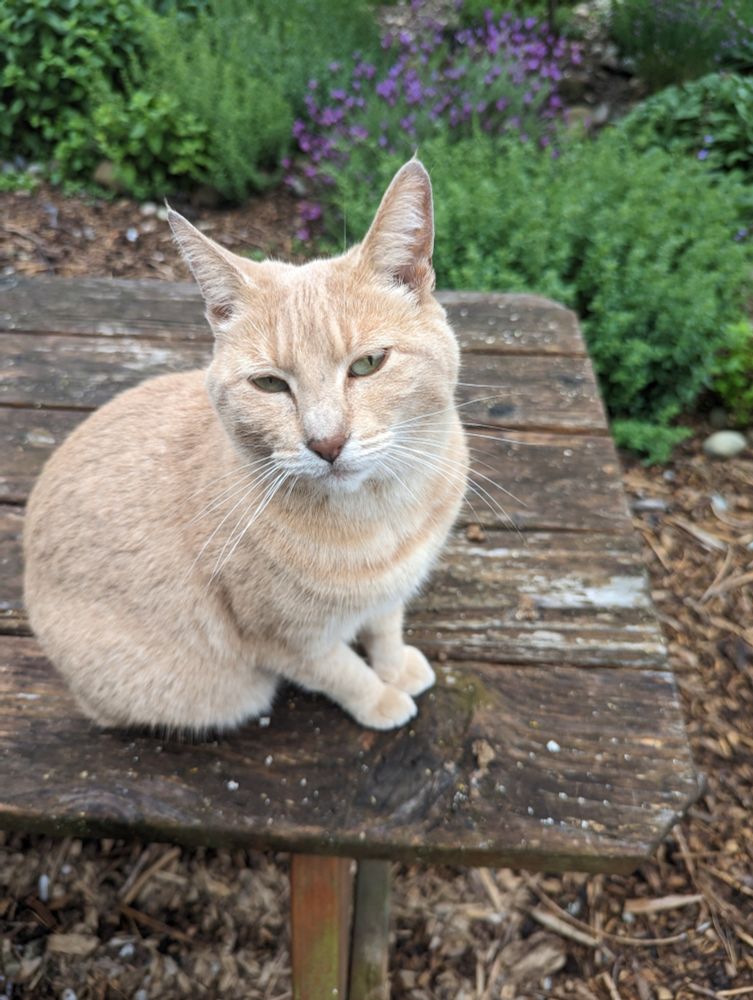 A lovely marmalade catte squinting at the camera