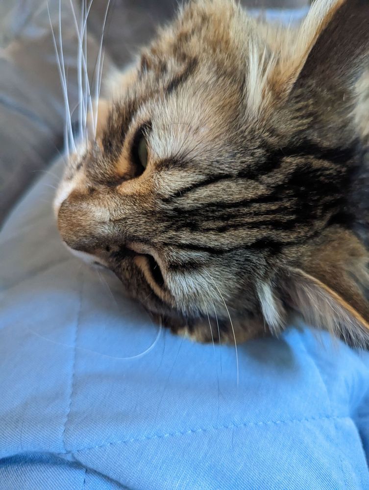 The head of a brown tabby with long fur. He is laying on a blue blanket with an affect of abject exhaustion despite having been running around meowing moments earlier.