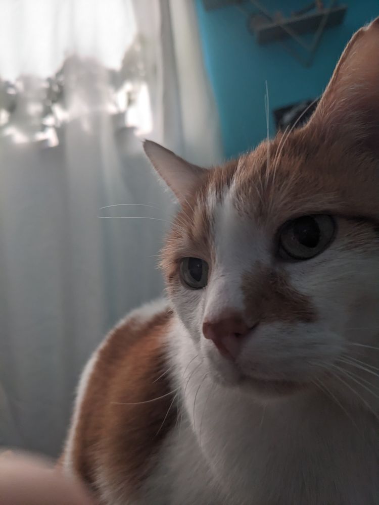 The cutest orange and white menace cat with his face all but in your face wishing you a very good morning and asking if you thought an earlier than usual breakfast sounded as good to you as it did you him? 