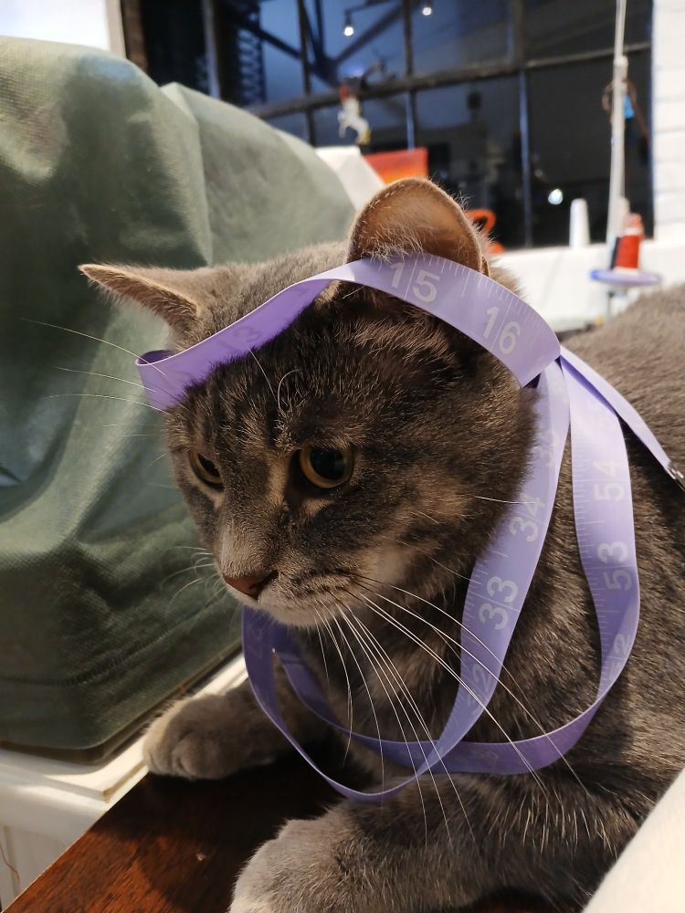 A grey tabby cat is tangled in a purple fabric measuring tape 