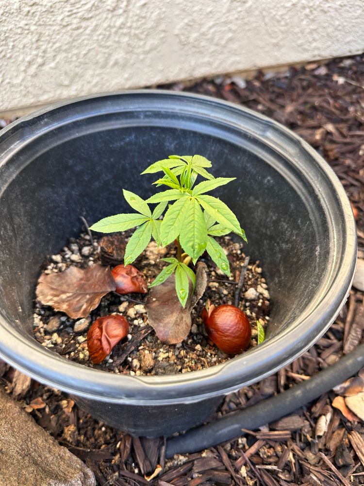 Several brown California Buckeye seeds in a black plastic pot. One seed sprouted several weeks ago and has put on more large, bright green, palmate leaves. 