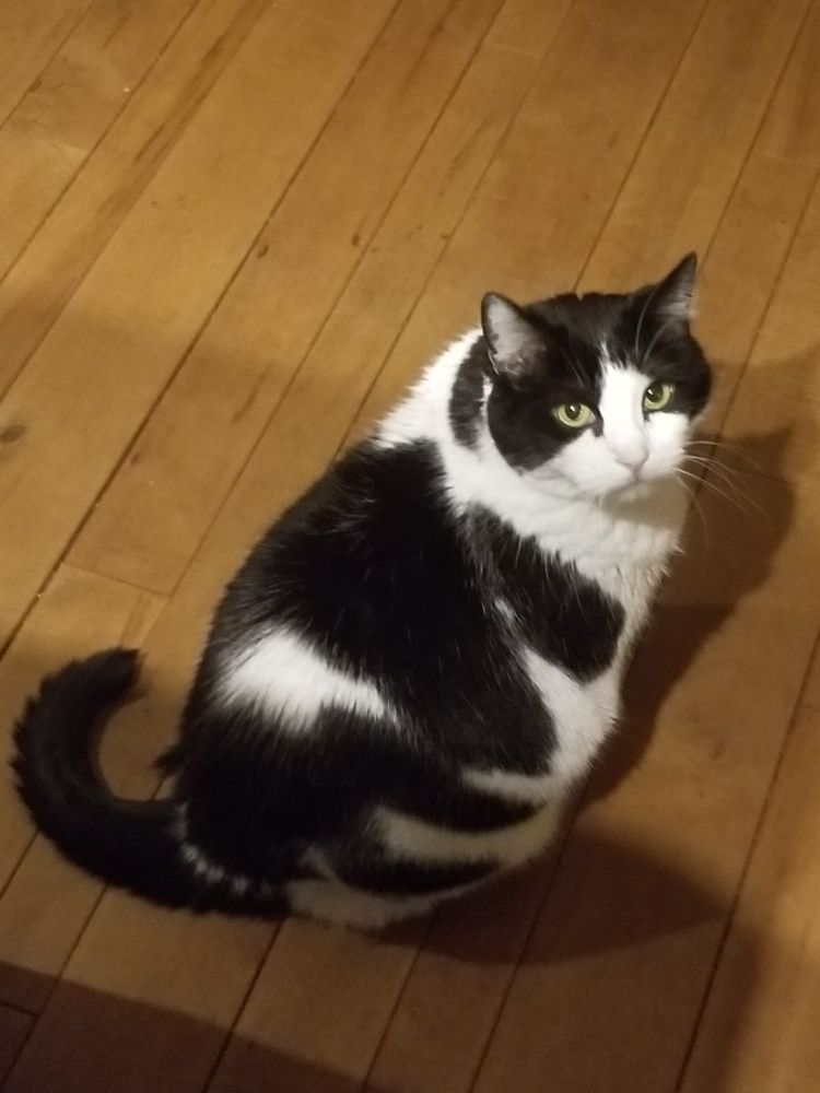 Black and white cat judging me