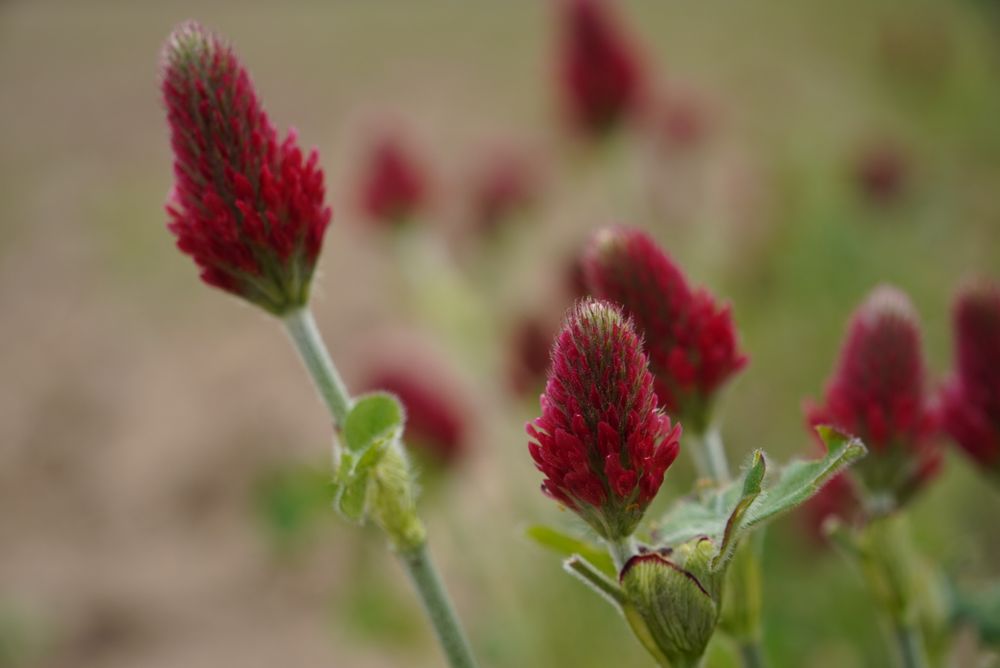 Das Bild zeigt mehrere rote Blütenknospen, die an Stängeln mit grünen Blättern wachsen. Die Blütenknospen sind konisch und haben eine dichte, fein spinnwebartige Struktur. Die Blätter sind grün und haben eine unregelmäßige, zähneartige Kante. Der Hintergrund ist unscharf und zeigt trockenes, braunes Erdreich. Die Blütenknospen sind die Hauptfokuspunkte des Bildes und sind in verschiedenen Stadien der Blüte, wobei einige bereits vollständig geöffnet sind. Die Blüten sind wahrscheinlich von der Art Trifolium, bekannt als Rotklee.