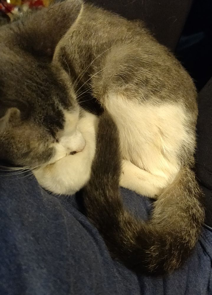 A small cat with white and grey fur sits curled in my lap. 