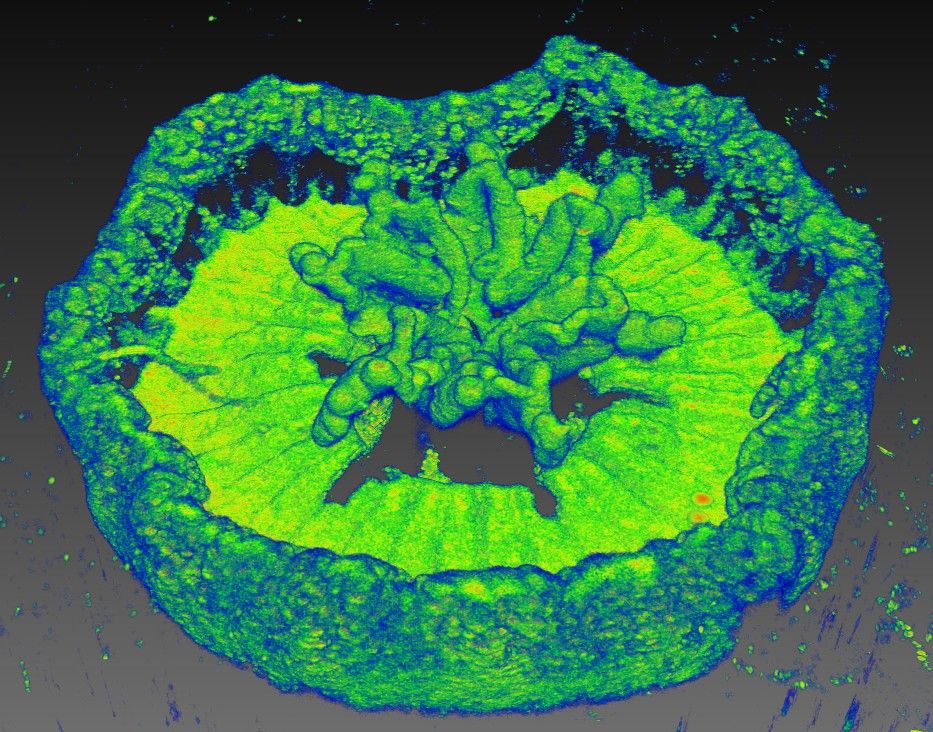 Optical coherence tomography 3D scan of a juvenile Cassiopea medusa