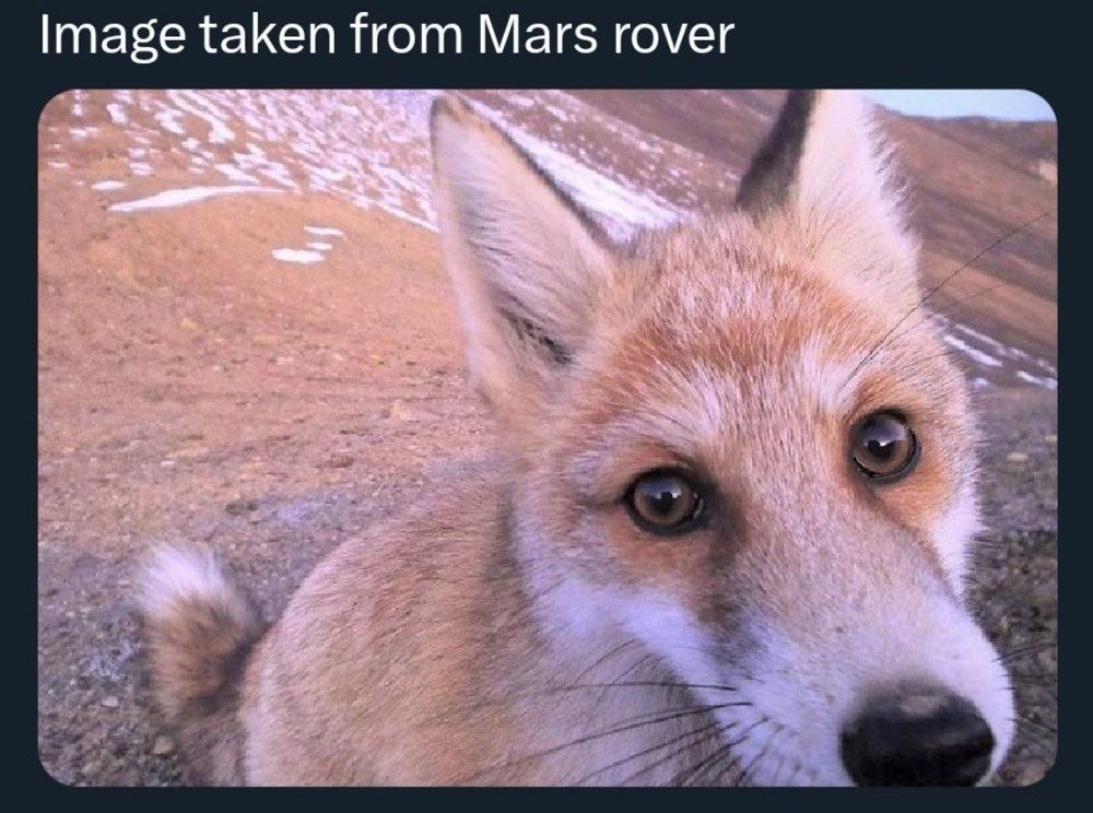 A fox whose picture was taken by the Mars Rover
