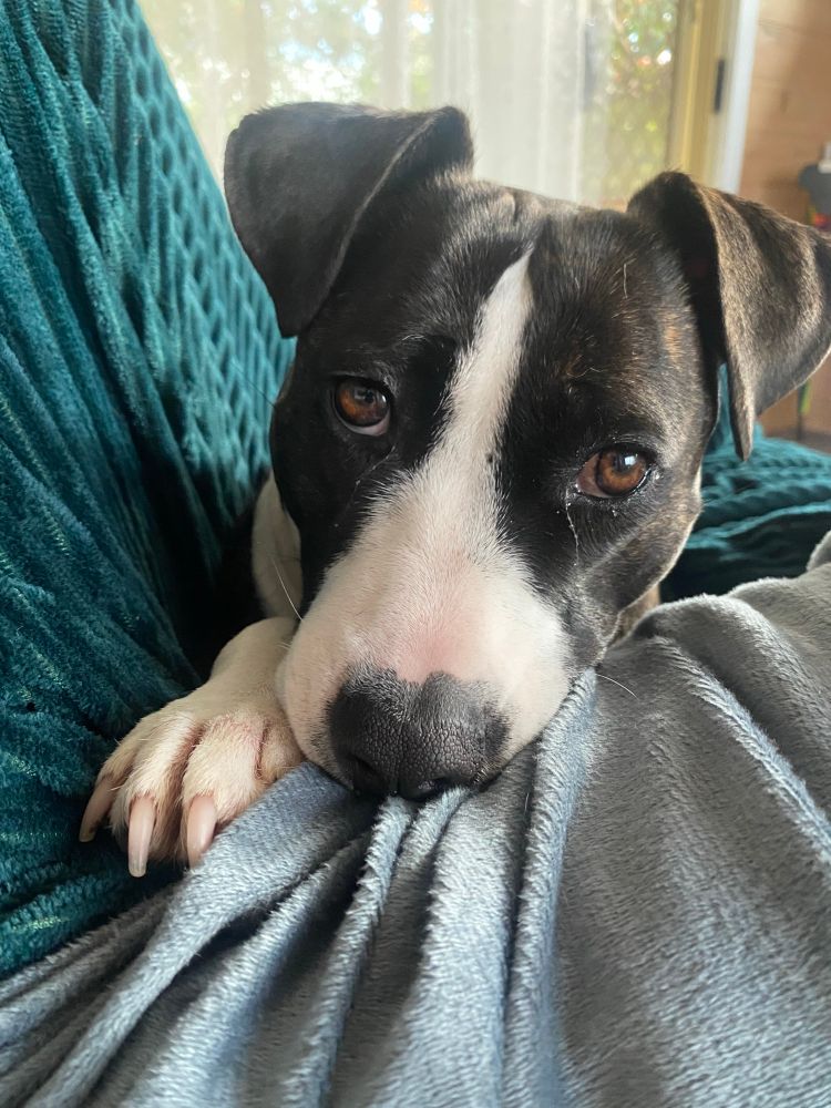 Dolly, a staffie, looks at the camera and gnaws on a blanket.