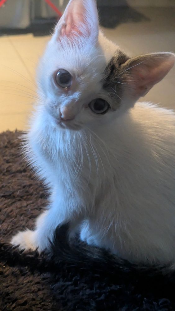 Gatita de mes y medio sentada mirando a cámara.