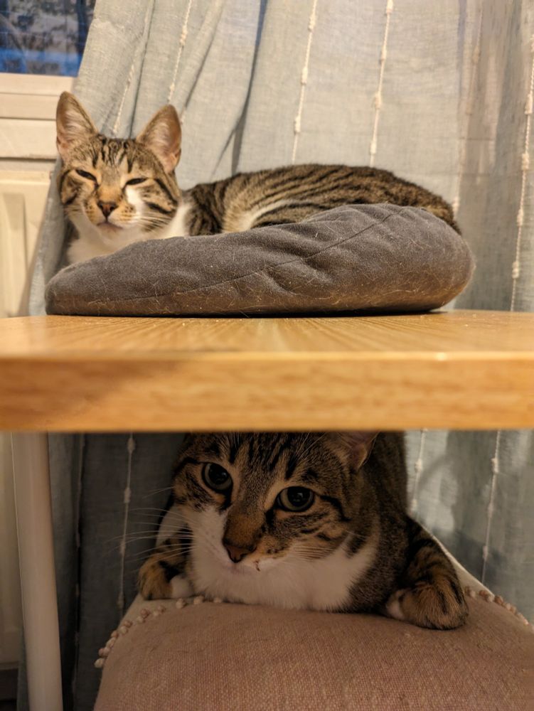 Gatas acostadas  en una mesa auxiliar.