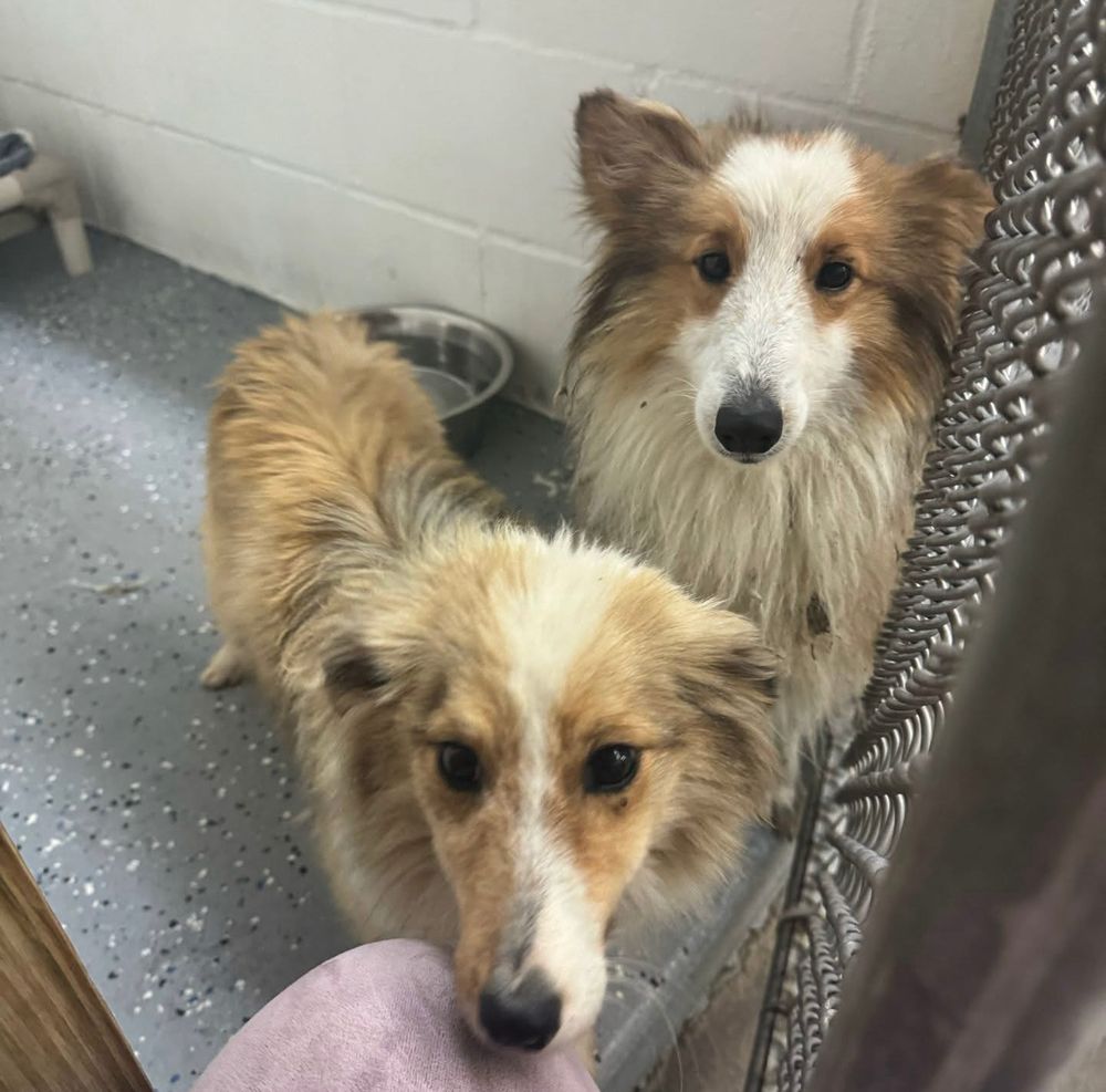 Image of two sable and white Shelties. 