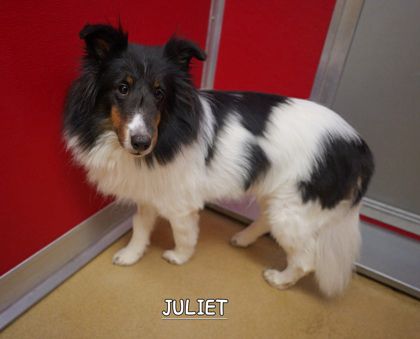 Image of a standing black, brown and white Sheltie in front of a red wall. 
