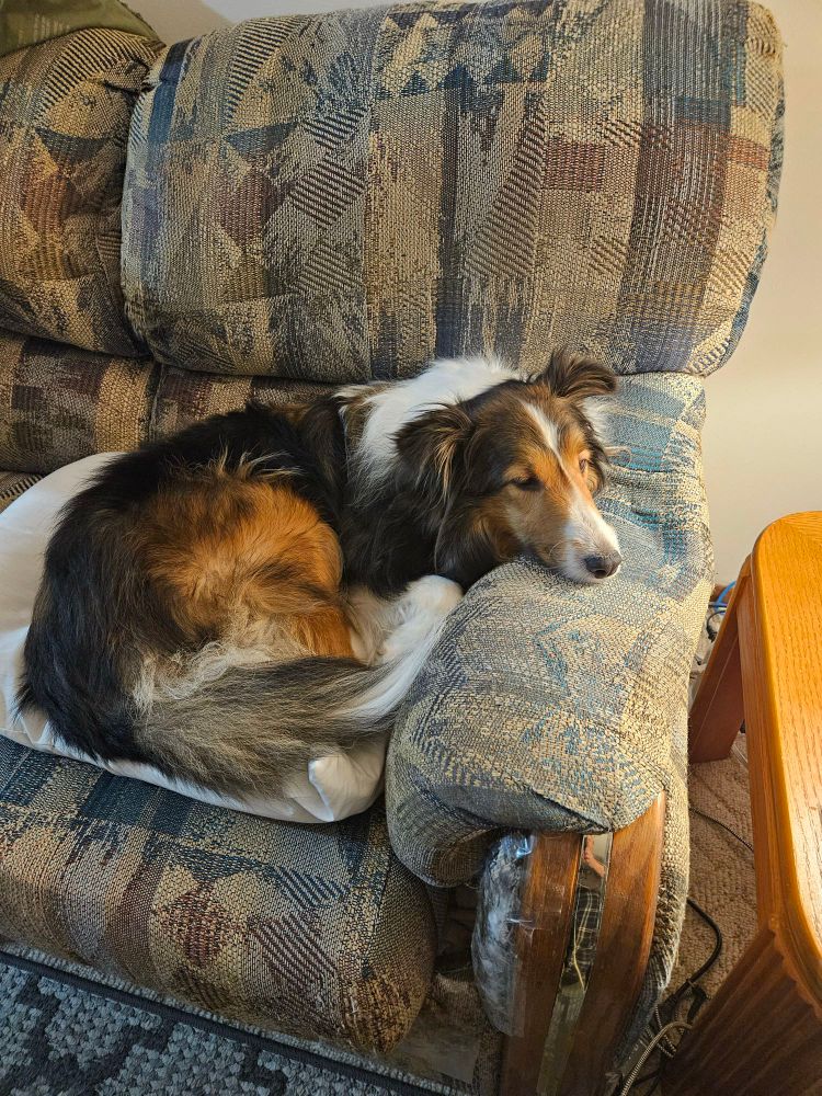 Image of a sable and white Sheltie curled up on a chair with her head on the arm rest. 