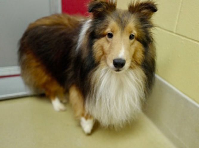 Image of a standing sable and white Sheltie. 