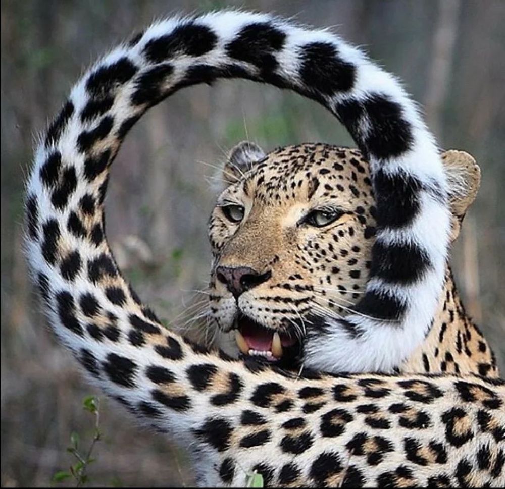 Comment image