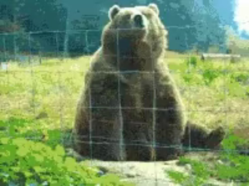 a bear sitting in a field behind a wire fence