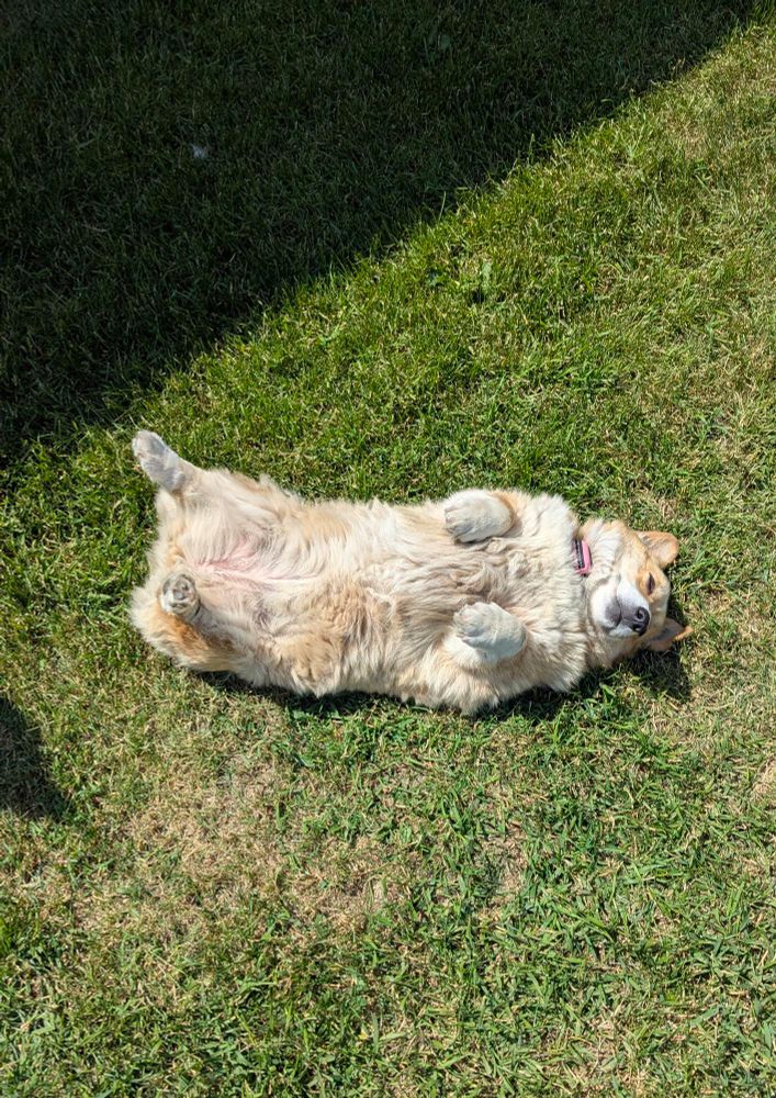 A sleepy corgi laying on her back in the sun. 