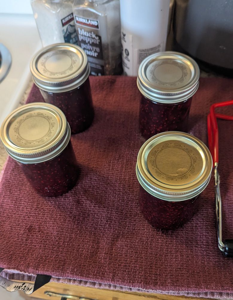 Four jam jars cooling on a red dish towel.