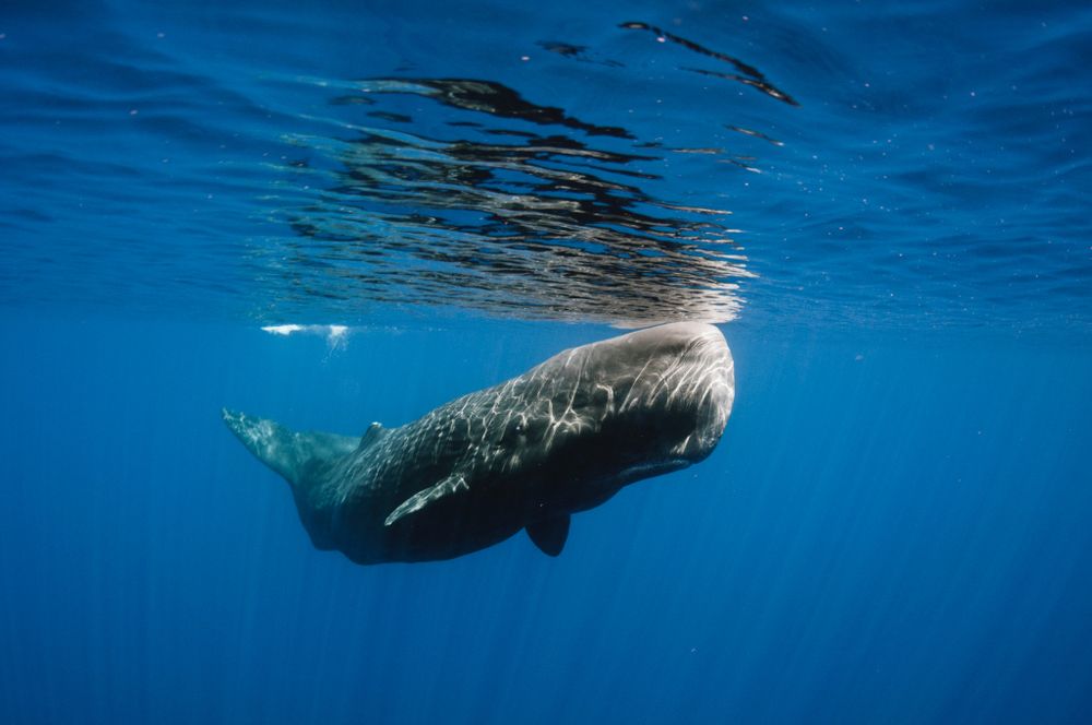 image of a sperm whale
