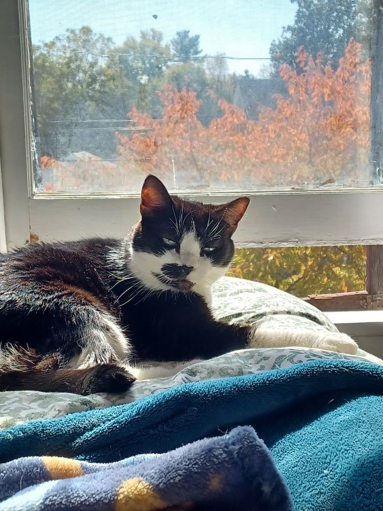 Black and white tuxedo cat on a white and green whirling filigree bedspread and in the foreground two diff blue throw blankets.

The cat is laying down, arm outstretched, comfortable, her green eyes half lidded looking past the camera and at the picture taker (unseen).

The cat sits in front of an old window white paint chipping, outside is a cherry tree, it's leaves changing to orange from the top down. It is autumn