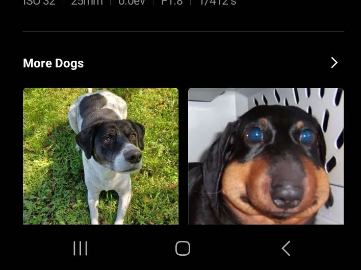 Cropped screenshot showing white text on black background that says, "More Dogs" and two pictures underneath; 

first one being a personal photo of a black and white brown eyed German short hair and lab mix dog laying on green grass 

and the other picture of a dog being a saved meme picture of a black and tan weiner dog In a dog carrier with a comically swollen face