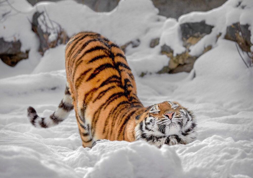 Tiger in the snow stretching, with their butt up in the air and smiling with their whole fluffy face!
