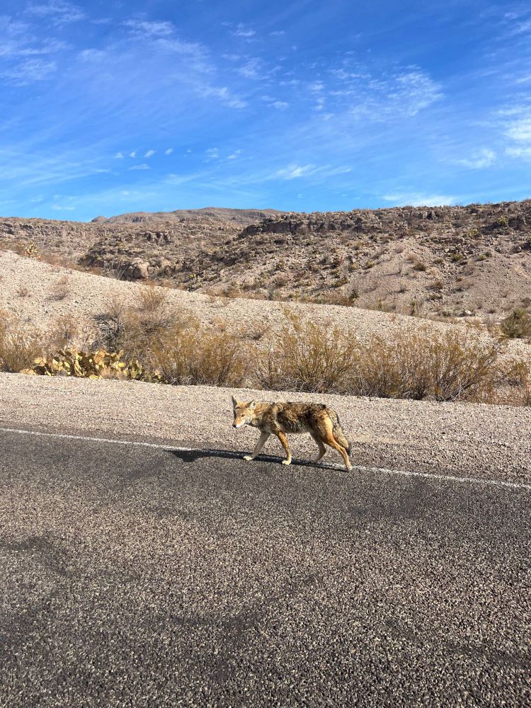 road puppy!!! (Not actually, just a coyote)