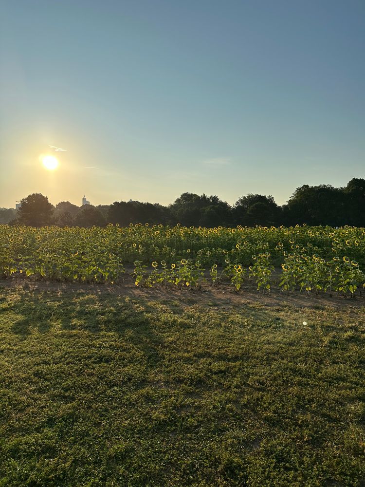 Sun rising over a five acre field of sunflowers