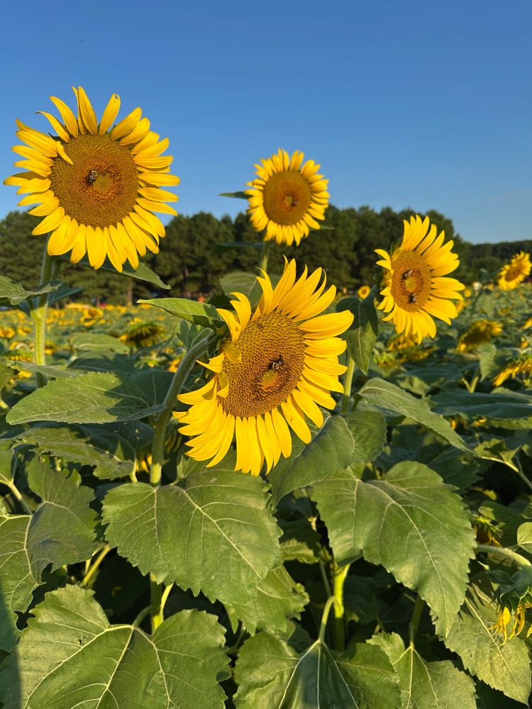Bright yellow sunflowers in a field of sunflowers 