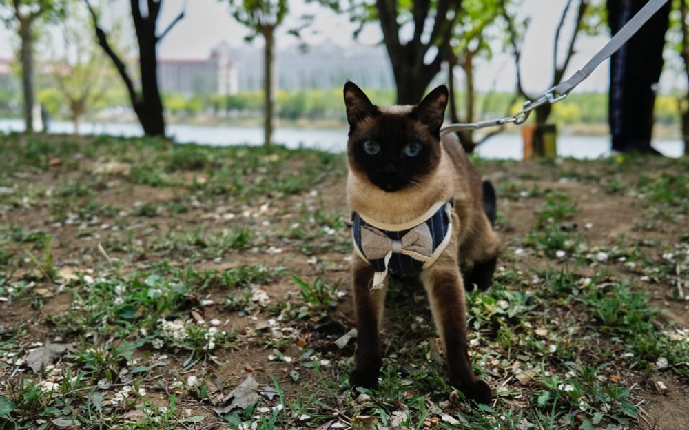 Las autoridades descubren que un gato siamés perro policía mintió en su currículum