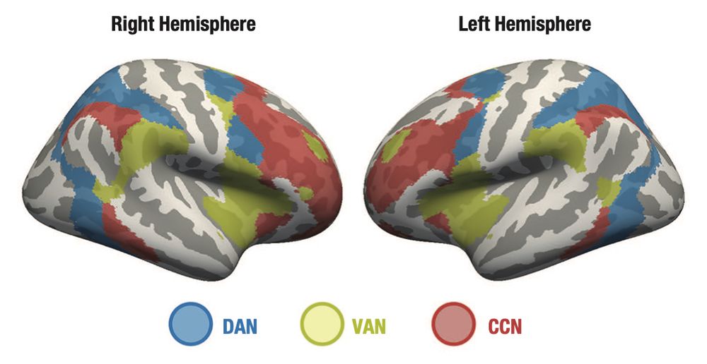 Assessing the influence of attention on memory retrieval. Shown in (a) are the frontoparietal networks of attention and cognitive control derived from network parcellations computed from the full sample (N = 1,000) in Yeo et al. (2011). (DAN = dorsal attention network; VAN = ventral attention network; CCN = cognitive control network).