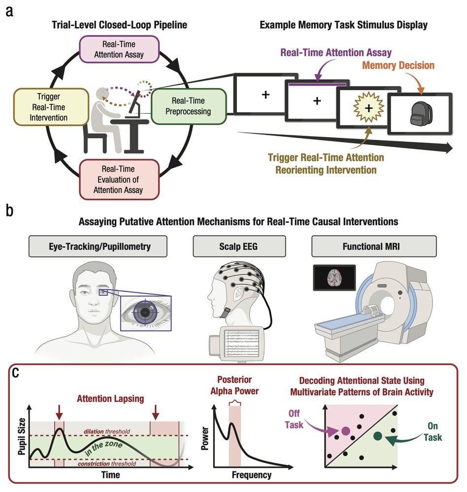 Innovative techniques for real-time closed-loop interventions on attention (and cognition more broadly). Real-time causal intervention studies require constructing and validating a robust (a, left) trial-by-trial pipeline to measure, clean, evaluate, and act on psychophysiological assays in real-time, which then can be used to manipulate the stimulus display, such as that for an (a, right) adaptive memory task with real-time attention tracking and reorienting. Example approaches for the real-time evaluation of psychophysiological assays of attention include (b, left) pupillometry (c, left; e.g., pupil-size dilation or constriction that surpasses a real-time adaptive baseline pupil threshold), (b, middle) scalp EEG (c, middle; e.g., elevated posterior alpha power), and (b, right) functional MRI (c, right; e.g., pattern-classifier decoding of attentional state).