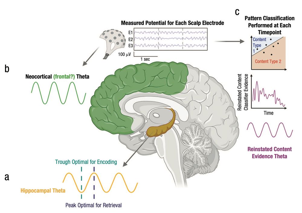 Three types of modeled or observed neural theta oscillations. The schematic shows (a) the SPEAR model of hippocampal theta, (b) neocortical theta power (which may or may not relate to theta oscillations in the frontoparietal cortex and/or hippocampus), and (c) theta-specific oscillations in reinstated (i.e., retrieved) episodic content (as quantified by pattern-classifier evidence in neural data). (SPEAR = separate phases of encoding and retrieval).